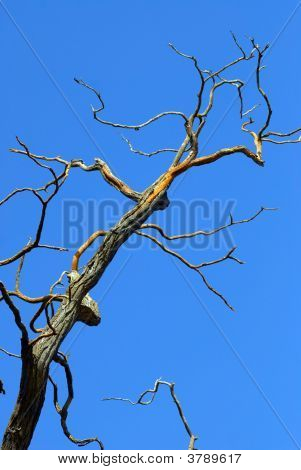 死树