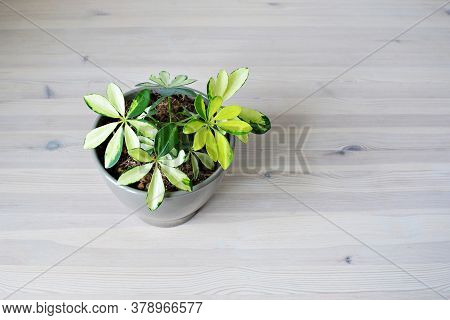 Green House Plant Shefflera In Brown Pot On Wooden Desk