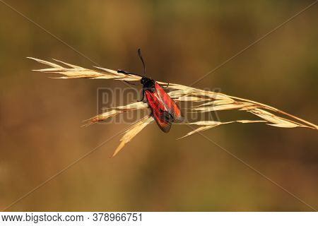 Zygaena Osterodensis Is A Moth Of The Family Zygaenidae, Sitting On The Grass
