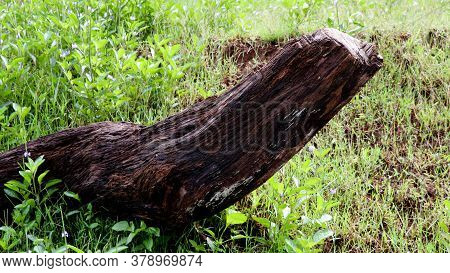 Cut Wood Trunk Isolated Against Green Background.