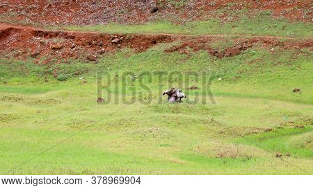 Old Cut Roots Of Trees Isolated In The Dam  Catchment  Area....
