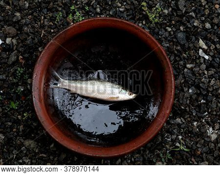 Fresh Raw Fish Kept In Clay Pot