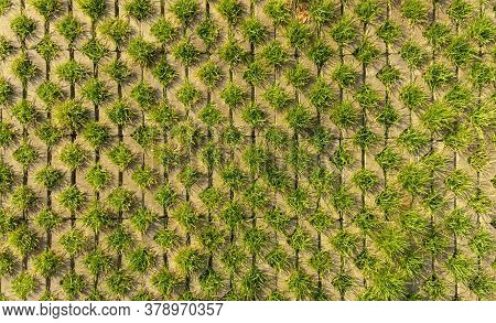 Fresh Green Grass In Turf Block For Decorate Backyard Lawn In Garden, Top View Image