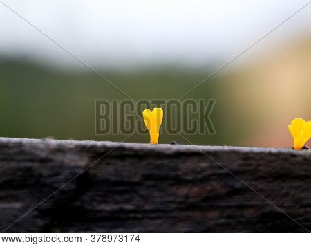 A Tiny Yellow Color Parasitic Plant On A Decaying Plank