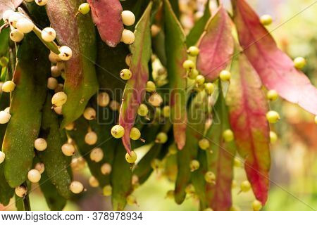 Bright Purple Red Overhanging Foliage Pseudorhipsalis Close Up
