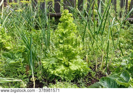 Green Lettuce Leaves On The Garden Bed In The Kitchen Garden. Gardening Green Salad Plants In The Op