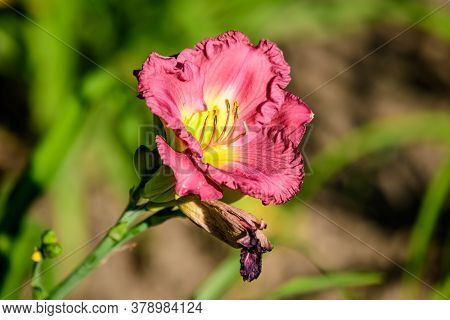 Pink Hemerocallis Peggy's Pink, Know As Daylily, Lilium Or Lily Plant In A British Cottage Style Gar