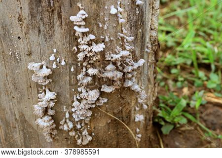 Large Group Of Schizophyllum Commune Fungus Or Split-gill Mushrooms Growing On The Tree Bark