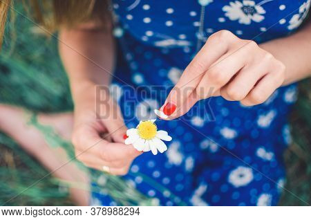 European Girl Holds A Daisy Flower And Tears Off The Petals