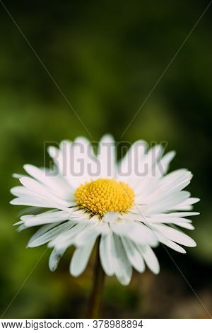 Blooming Wild Flower Matricaria Chamomilla Or Matricaria Recutita Or Chamomile. Commonly Known As It