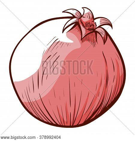 Pomegranate With Red Ripe Gem-like Seeds Sketch. Fruit Puniceous Sweet.