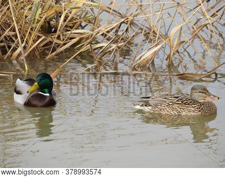 Beautiful Colorful Birds Great Swimmers And Fishers On The River
