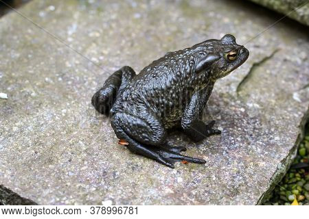 Portrait Of A Close-up Of A Common Toad Bufo Bufo