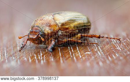 Macro Of A June Beetle, Ribbed Fallow Beetle Belongs To The Family Of The Hornbeam Beetle.