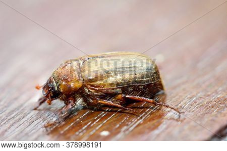 Macro Of A June Beetle, Ribbed Fallow Beetle Belongs To The Family Of The Hornbeam Beetle.