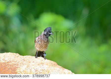 The Red-vented Bulbul Is A Member Of The Bulbul Family Of Passerines. It Is A Resident Breeder Acros