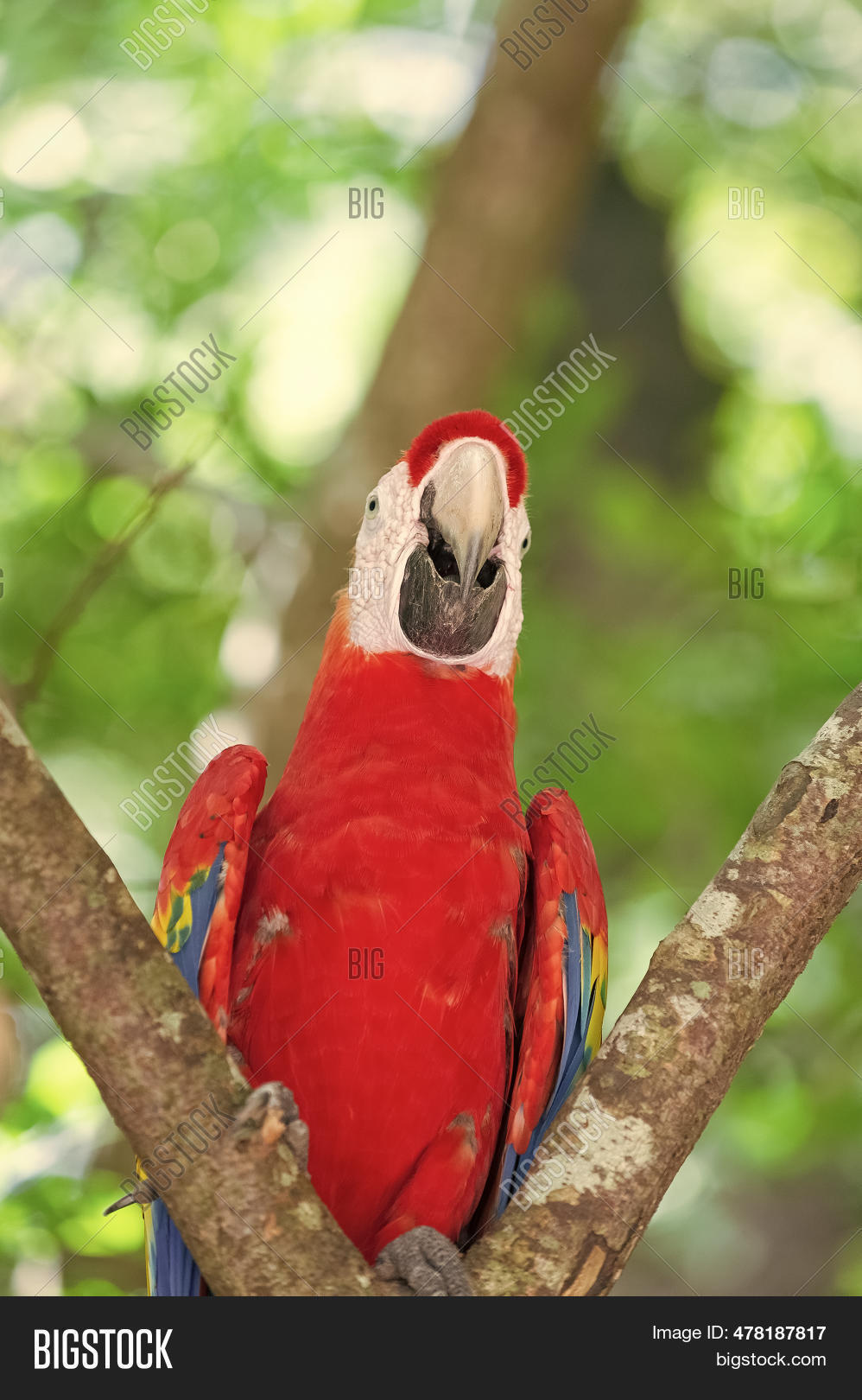 Red Color Ara Macaw Image & Photo (Free Trial) | Bigstock