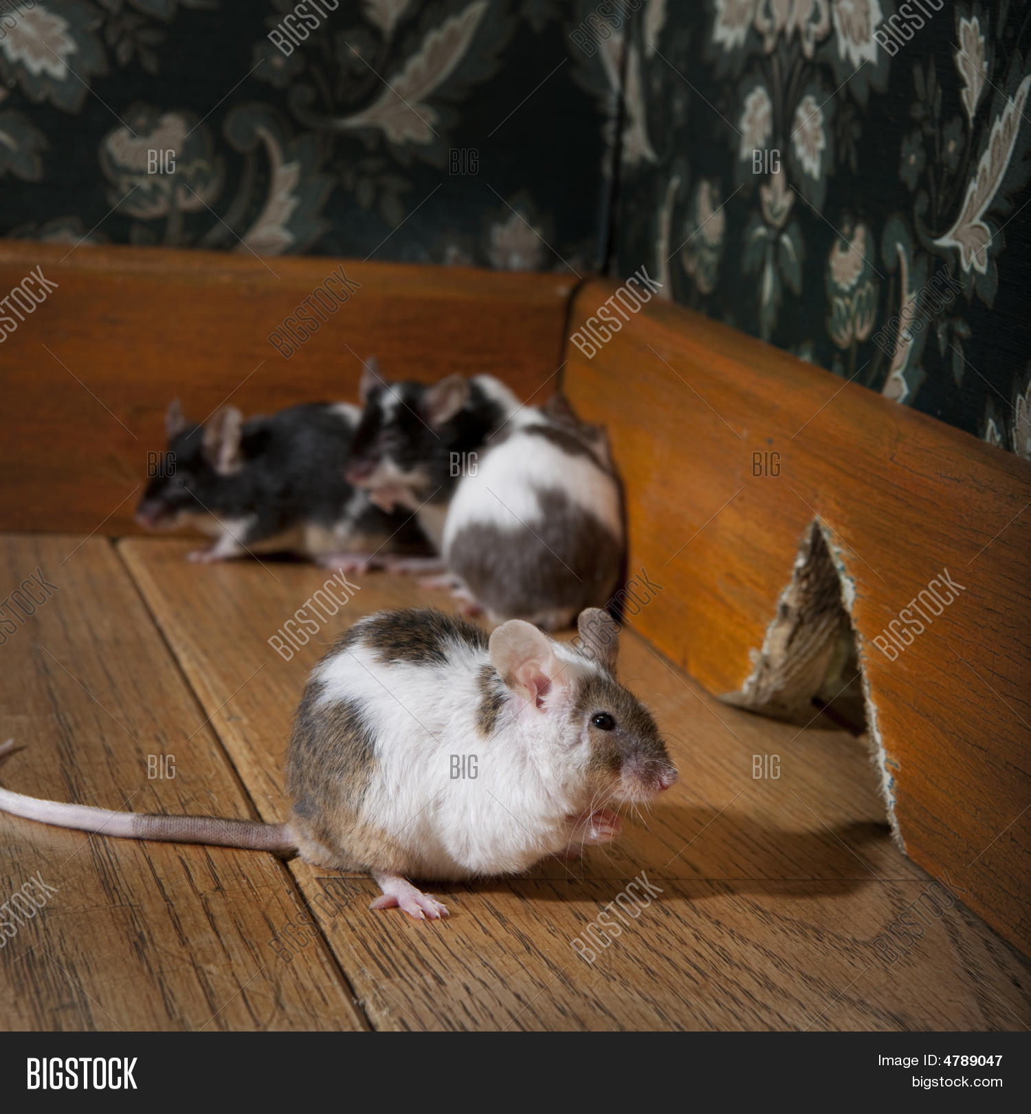 Group Mice Walking Image & Photo (Free Trial) Bigstock