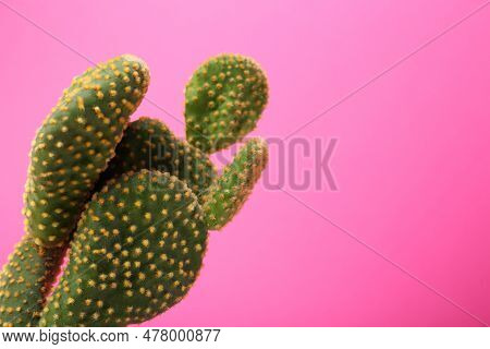 Beautiful Green Opuntia Cactus On Pink Background. Space For Text