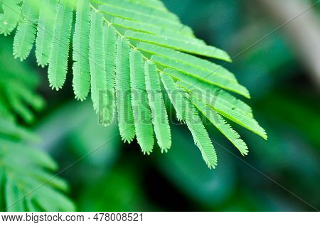 Acacia Pennata, Tropical Acacia Plant Or Acacia Pennata Leaf