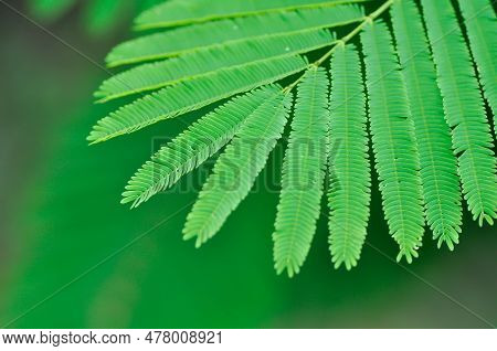 Acacia Pennata, Tropical Acacia Plant Or Acacia Pennata Leaf