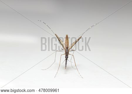Closeup Top View Anopheles Spp. Mosquito (malaria Vector) From Southeast Asia