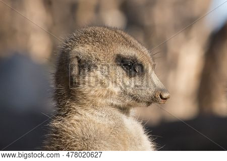 Cute Animal Surikate Meerkats. Fury Meerkat Is Keeping Watch.