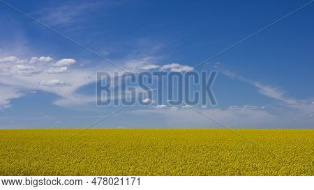Agriculture Field With Canola Blooming Field At Sunny Day. Rural Landscape In Shining Sunlight Day. 
