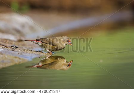 Red-billed Firefinch Female In Waterhole In Kruger National Park, South Africa ; Specie Family Lagon
