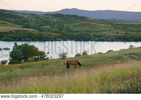 Horse Grazing On A Meadow Near The Lake At Sunset.