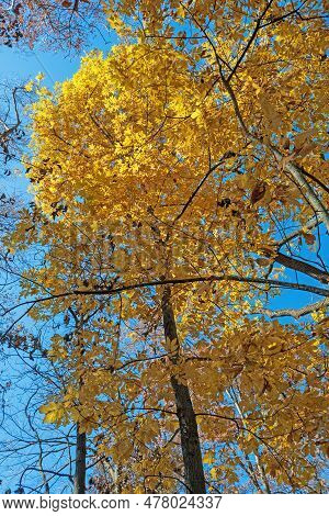 Yellow Leaves Bursting Through The Forest In Crabtree Nature Preserve In Illinois