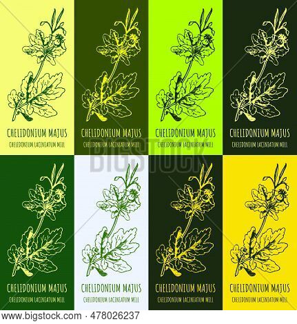 Set Of Vector Drawing Of Greater Celandine In Various Colors. Hand Drawn Illustration. Latin Name Ch
