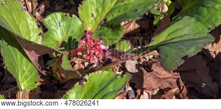 Elephants Ears Flowers And Leaves - Latin Name - Bergenia Crassifolia L