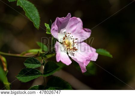 Flower Of A Glaucous Dog Rose, Rosa Dumalis