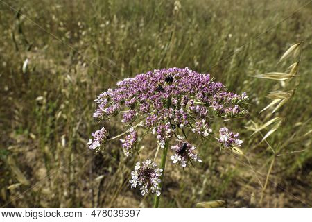 Flowers Of Wild Carrot Close-up On A Blurred Background. Selective Focus