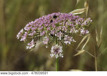 Flowers Of Wild Carrot Close-up On A Blurred Background. Selective Focus