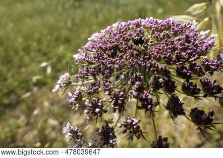 Flowers Of Wild Carrot Close-up On A Blurred Background. Selective Focus