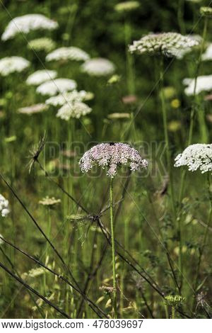 Flowers Of Wild Carrot Close-up On A Blurred Background. Selective Focus