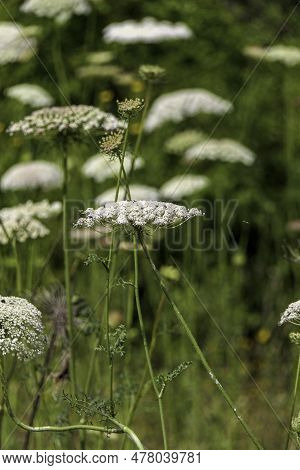 Flowers Of Wild Carrot Close-up On A Blurred Background. Selective Focus