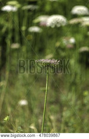 Flowers Of Wild Carrot Close-up On A Blurred Background. Selective Focus