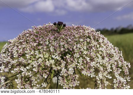 Flowers Of Wild Carrot Close-up On A Blurred Background. Selective Focus