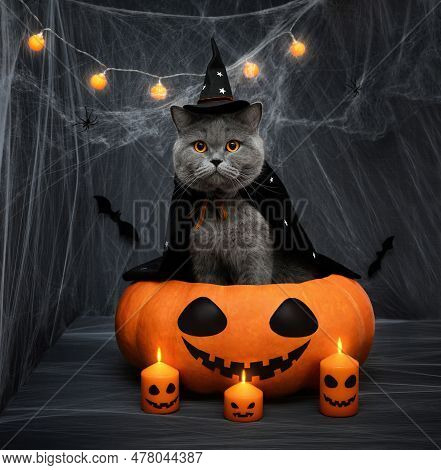 Halloween Cat. Cat In A Witch Hat And Mantle Sitting In A Halloween Pumpkin, Candles And Cobwebs On 