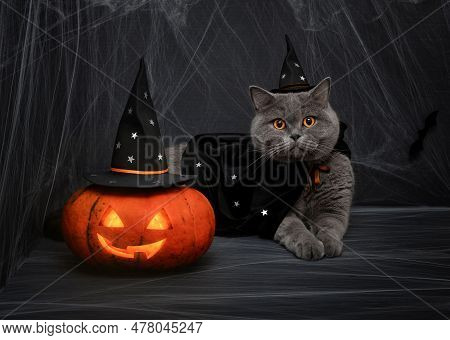 Halloween Pumpkin Jack O Lantern And Cute British Cat In A Wizard Costume On A Dark Background. Hall