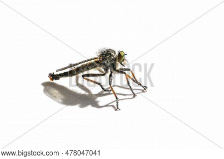 Side View Of A Robber Fly, Asilidae Family, Probably Pamponerus Germanicus, Predator Insect With Ora
