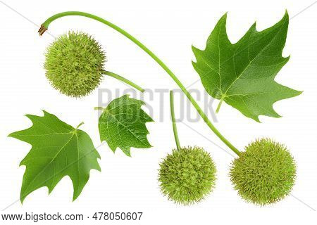 Fruit And Leaves Of Sycamore Plane Tree Isolated On White Bacground. Top View. Flat Lay