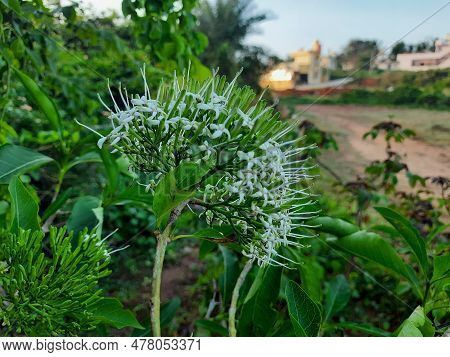 Beautiful White Color Indian Wild And Ornamental Flower Pavetta Indica Or Pellet Shrub Plant