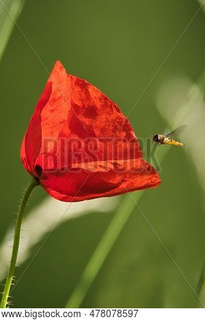 The Red Poppy In Nature With A Fly Flying Towards Him