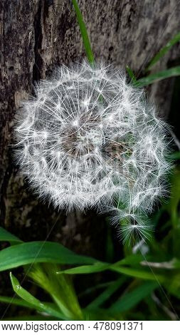 Dandelion (taraxacum Officinale) Is A Common Plant Species In The Family Daisyaceae (asteraceae). Da