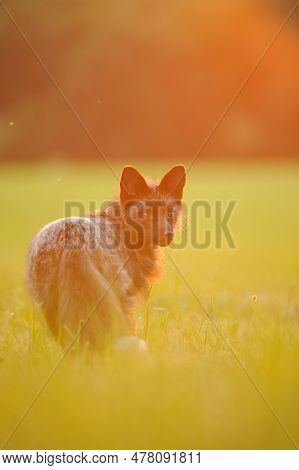 Black Fox Looking Back In Golden Hour With Beauty Sunsetorange Backlight