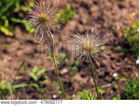 Closeup Of The Wiry Pulsatilla Vulgaris Silky Seed Heads